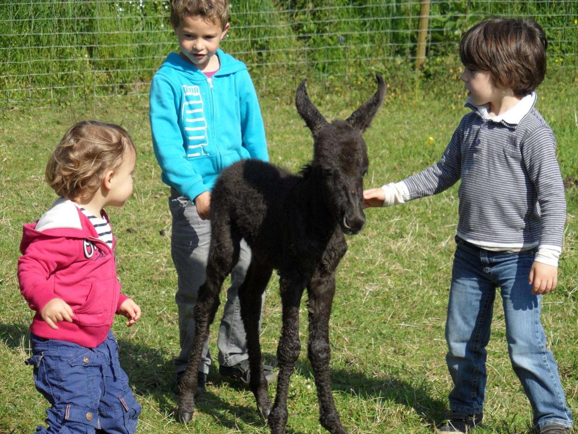Bed & Breakfast Les Pieds Dans L'herbe