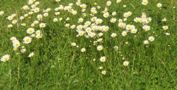 Bed & Breakfast Les Pieds Dans L'herbe *